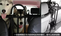 调教狗奴视频,视频背后的真实训练方法与心理洞察